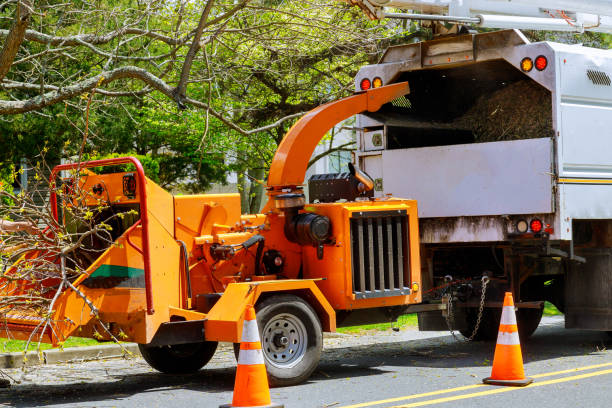 The Steps Involved in Our Tree Care Process in Hendron, KY